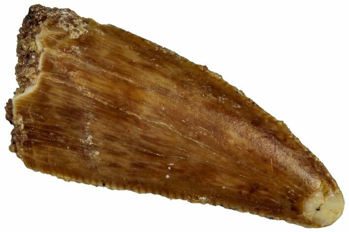 Serrated Raptor Tooth - Real Dinosaur Tooth #300934